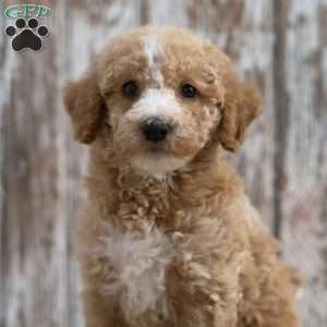 Kendric, Mini Labradoodle Puppy